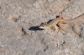 DSC-0867.JPG