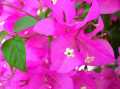 Bougainvillea.JPG