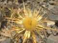 Distel.JPG