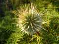 Distel_(2).JPG