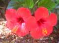 Hibiskus.JPG