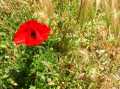 Mohn.JPG